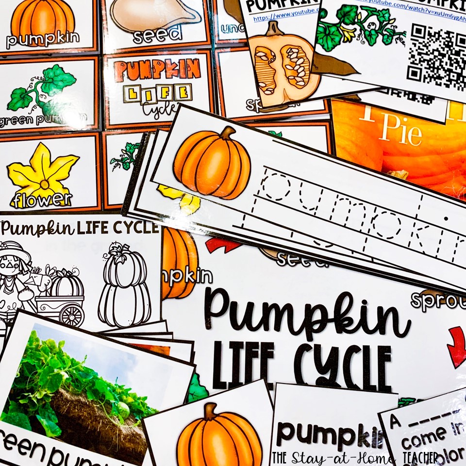 Pumpkin Life Cycle