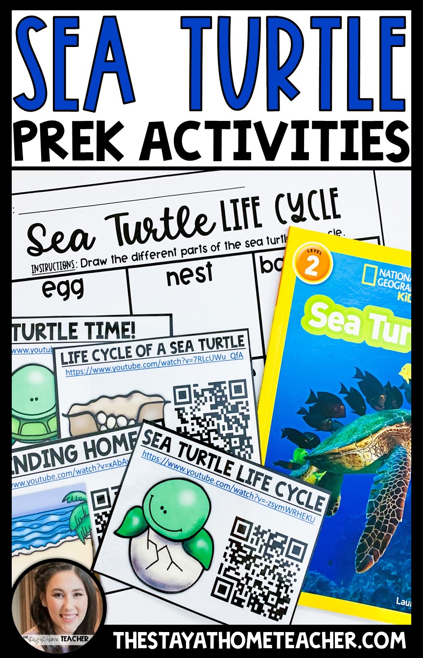 sea turtle life cycle